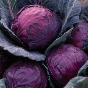 Red Acre Cabbage Seeds – Heirloom, Sweet & Crisp – 150 Seed Packet - Image 5