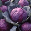 Red Acre Cabbage Seeds – Heirloom, Sweet & Crisp – 150 Seed Packet - Image 1