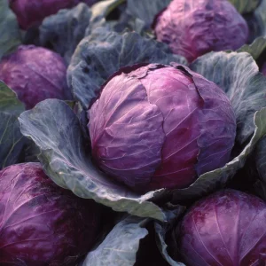 Red Acre Cabbage Seeds – Heirloom, Sweet & Crisp – 150 Seed Packet - Image 1