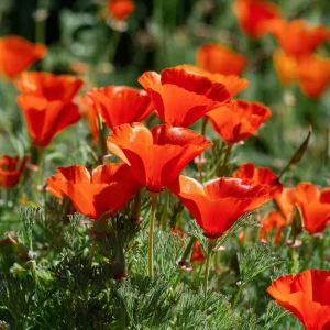 Red California Poppy Seeds - 500 Count, Vibrant Wildflower for Pollinators, Easy-Grow Annual - Image 2