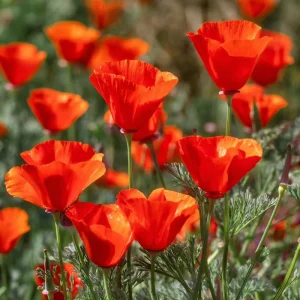 Red California Poppy Seeds - 500 Count, Vibrant Wildflower for Pollinators, Easy-Grow Annual - Image 3