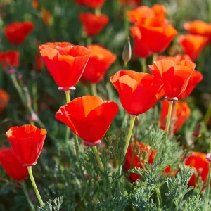 Red California Poppy Seeds - 500 Count, Vibrant Wildflower for Pollinators, Easy-Grow Annual - Image 4