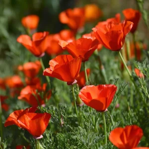 Red California Poppy Seeds - 500 Count, Vibrant Wildflower for Pollinators, Easy-Grow Annual - Image 1