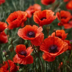 Red Corn Poppy Flower Seeds - 500 Count - Bright Scarlet Blooms - Easy Annual - Image 2
