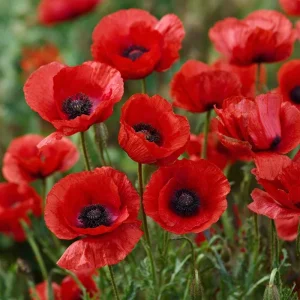 Red Corn Poppy Flower Seeds - 500 Count - Bright Scarlet Blooms - Easy Annual - Image 3