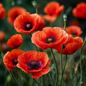 Red Corn Poppy Flower Seeds - 500 Count - Bright Scarlet Blooms - Easy Annual - Image 4