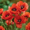 Red Corn Poppy Flower Seeds - 500 Count - Bright Scarlet Blooms - Easy Annual - Image 1