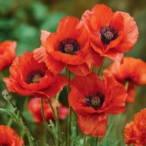 Red Corn Poppy Flower Seeds - 500 Count - Bright Scarlet Blooms - Easy Annual - Image 1