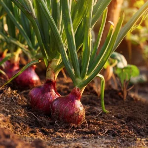 Red Creole Onion Seeds - Heirloom Short Day, 200 Seeds for Gardens - Image 2