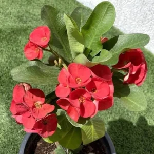 Red Crown of Thorns Live Plant, Euphorbia Milii - 3-6 Inch Tall, Indoor/Outdoor - Image 2
