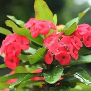 Red Crown of Thorns Live Plant, Euphorbia Milii - 3-6 Inch Tall, Indoor/Outdoor - Image 3