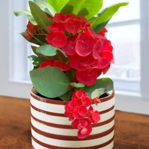 Red Crown of Thorns Live Plant, Euphorbia Milii - 3-6 Inch Tall, Indoor/Outdoor - Image 4