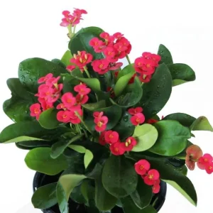 Red Crown of Thorns Live Plant, Euphorbia Milii - 3-6 Inch Tall, Indoor/Outdoor - Image 5