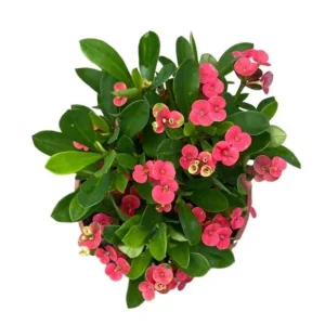 Red Crown of Thorns Live Plant, Euphorbia Milii - 3-6 Inch Tall, Indoor/Outdoor - Image 6