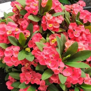 Red Crown of Thorns Live Plant, Euphorbia Milii - 3-6 Inch Tall, Indoor/Outdoor - Image 7