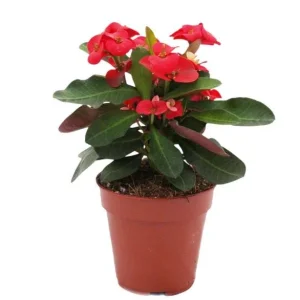 Red Crown of Thorns Live Plant, Euphorbia Milii - 3-6 Inch Tall, Indoor/Outdoor - Image 8