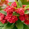 Red Crown of Thorns Live Plant, Euphorbia Milii - 3-6 Inch Tall, Indoor/Outdoor - Image 1