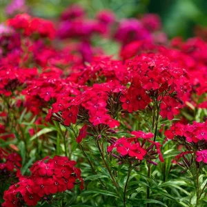 Red Drummond Phlox Seeds - 200 Count, Bright Red Annual Blooms for Gardens - Image 2