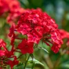 Red Drummond Phlox Seeds - 200 Count, Bright Red Annual Blooms for Gardens - Image 1