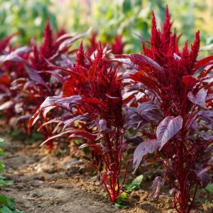 Red Garnet Amaranth Seeds - 250 Heirloom Microgreen & Garden Green Seeds - Image 1