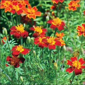 Red Gem Marigold Seeds - 50 Count Edible Tagetes tenuifolia for Gardens - Image 2