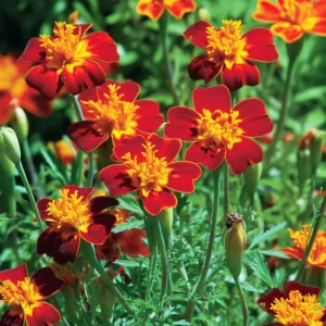 Red Gem Marigold Seeds - 50 Count Edible Tagetes tenuifolia for Gardens - Image 3