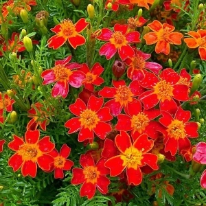 Red Gem Marigold Seeds - 50 Count Edible Tagetes tenuifolia for Gardens - Image 4