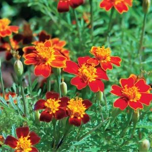 Red Gem Marigold Seeds - 50 Count Edible Tagetes tenuifolia for Gardens - Image 5