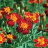 Red Gem Marigold Seeds - 50 Count Edible Tagetes tenuifolia for Gardens - Image 1