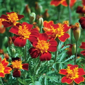 Red Gem Marigold Seeds - 50 Count Edible Tagetes tenuifolia for Gardens - Image 1