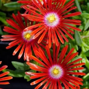 Red Ice Plant Live Plant - Delosperma cooperi, Red Flowering Ground Cover, 4 Inch Pot - Image 2