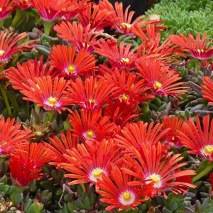 Red Ice Plant Live Plant - Delosperma cooperi, Red Flowering Ground Cover, 4 Inch Pot - Image 3