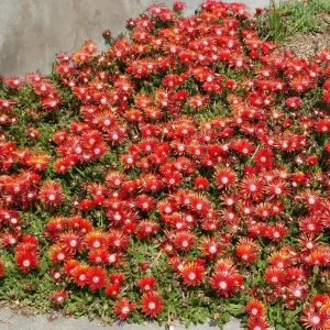 Red Ice Plant Live Plant - Delosperma cooperi, Red Flowering Ground Cover, 4 Inch Pot - Image 4