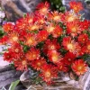Red Ice Plant Live Plant - Delosperma cooperi, Red Flowering Ground Cover, 4 Inch Pot - Image 1