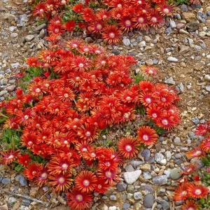 Red Ice Plant Live Plant - Delosperma cooperi, Red Flowering Ground Cover, 4 Inch Pot - Image 5