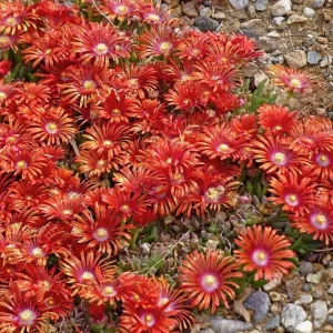 Red Ice Plant Live Plant - Delosperma cooperi, Red Flowering Ground Cover, 4 Inch Pot - Image 6