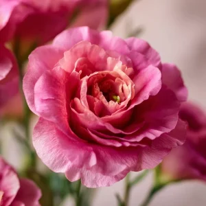 Red Lisianthus Seeds - Arena III F1 Eustoma Grandiflorum - 25 Seed Pack - Image 6