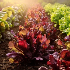 Red Oak Leaf Lettuce Seeds - 300 Count for Gardens & Salads - Image 2