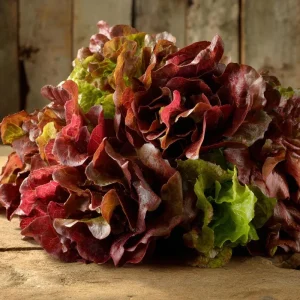 Red Oak Leaf Lettuce Seeds - 300 Count for Gardens & Salads - Image 3