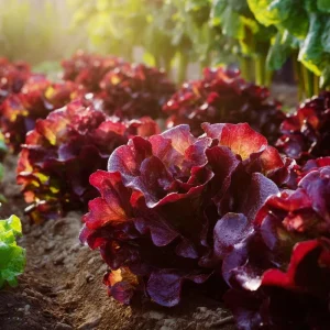 Red Oak Leaf Lettuce Seeds - 300 Count for Gardens & Salads - Image 5