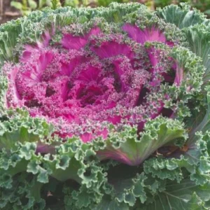 Red Ornamental Kale Live Plant, Kamome Variety, 3-6 Inch Tall, Outdoor - Image 2