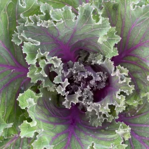 Red Ornamental Kale Live Plant, Kamome Variety, 3-6 Inch Tall, Outdoor - Image 3