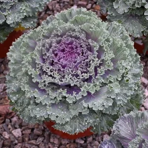 Red Ornamental Kale Live Plant, Kamome Variety, 3-6 Inch Tall, Outdoor - Image 4