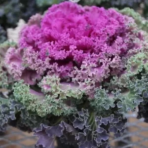 Red Ornamental Kale Live Plant, Kamome Variety, 3-6 Inch Tall, Outdoor - Image 5