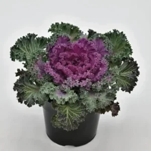 Red Ornamental Kale Live Plant, Kamome Variety, 3-6 Inch Tall, Outdoor - Image 6