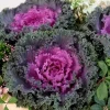 Red Ornamental Kale Live Plant, Kamome Variety, 3-6 Inch Tall, Outdoor - Image 1