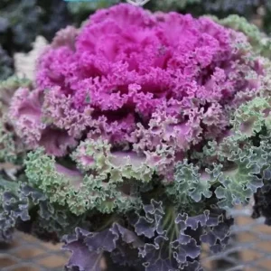 Red Ornamental Kale Live Plant, Kamome Variety, 3-6 Inch Tall, Outdoor - Image 7