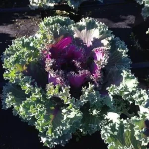 Red Ornamental Kale Live Plant, Kamome Variety, 3-6 Inch Tall, Outdoor - Image 8