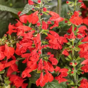 Red Salvia Live Plants - 2 Pack, 4 Inch Pot, Fragrant Perennial Sage - Image 2