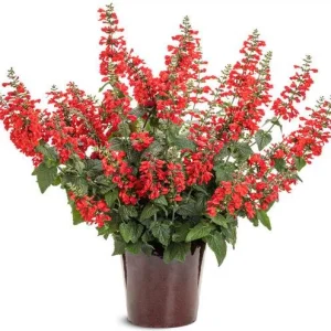Red Salvia Live Plants - 2 Pack, 4 Inch Pot, Fragrant Perennial Sage - Image 3